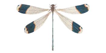 Malibellule